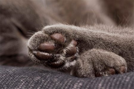 simsearch:400-08258090,k - sleepy gray cat on a sofa Photographie de stock - Aubaine LD & Abonnement, Code: 400-04651443