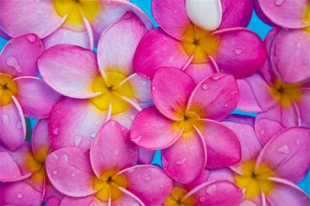 spanishalex (artist) - Pink frangipani flowers in a blue pool Foto de stock - Super Valor sin royalties y Suscripción, Código: 400-04651511