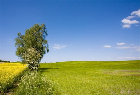 Fields in Denmark in early summer Stock Photo - Budget Royalty-Free & Subscription, Code: 400-04651535
