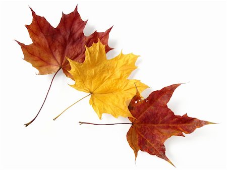 simsearch:400-04644582,k - three bright autumnal maple leaves on white Photographie de stock - Aubaine LD & Abonnement, Code: 400-04651936