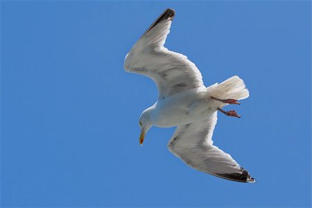 simsearch:400-05355101,k - Flying seagull against clear and blue sky Foto de stock - Royalty-Free Super Valor e Assinatura, Número: 400-04651943