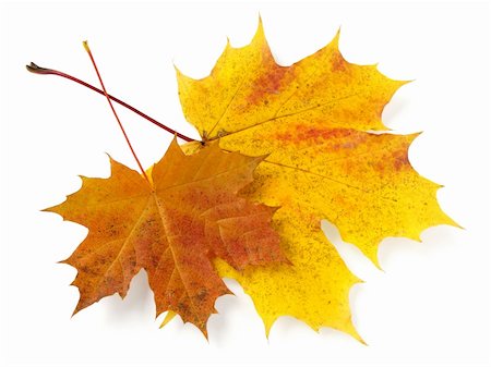 simsearch:400-04644582,k - bright autumnal maple leaves on white Photographie de stock - Aubaine LD & Abonnement, Code: 400-04651964