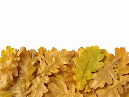 simsearch:400-05277296,k - oak leaves border as design element with copy space Stock Photo - Budget Royalty-Free & Subscription, Code: 400-04651965