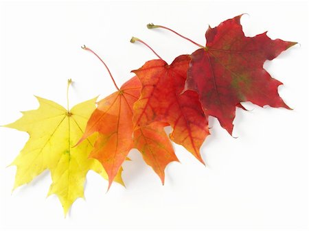 simsearch:400-04644582,k - bright autumnal maple leaves on white Photographie de stock - Aubaine LD & Abonnement, Code: 400-04651973