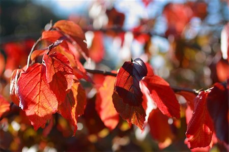 Beautiful autumnal leaves closeup Foto de stock - Royalty-Free Super Valor e Assinatura, Número: 400-04652172