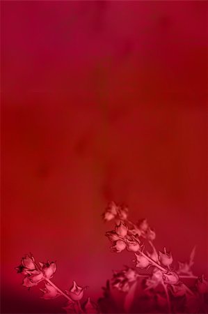 Beautiful deep red background with flowers Stock Photo - Budget Royalty-Free & Subscription, Code: 400-04652196