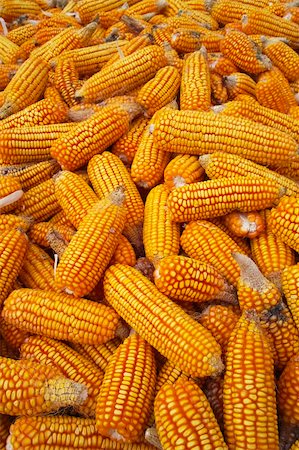 simsearch:400-05693764,k - Maize cob Stock Photo - Budget Royalty-Free & Subscription, Code: 400-04652443