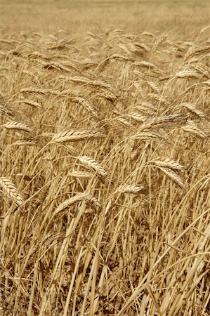 simsearch:400-05148607,k - Agriculture wheat golden dried fiels crop texture background Photographie de stock - Aubaine LD & Abonnement, Code: 400-04652455