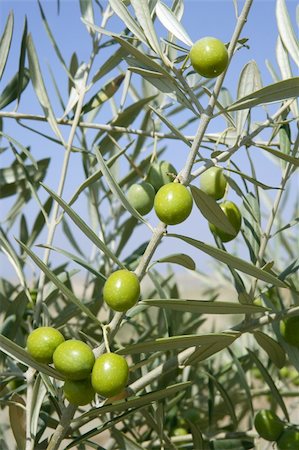 simsearch:400-06384379,k - Beautiful green olive field macro detail over blue sky Stock Photo - Budget Royalty-Free & Subscription, Code: 400-04652458