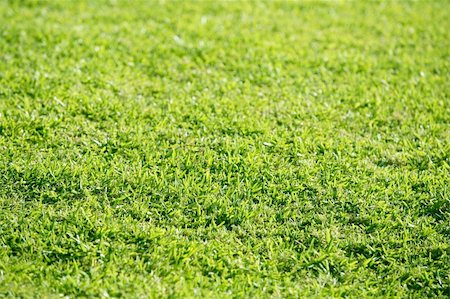 simsearch:400-03945601,k - Green grass texture macro detail with selective focus Stock Photo - Budget Royalty-Free & Subscription, Code: 400-04652506
