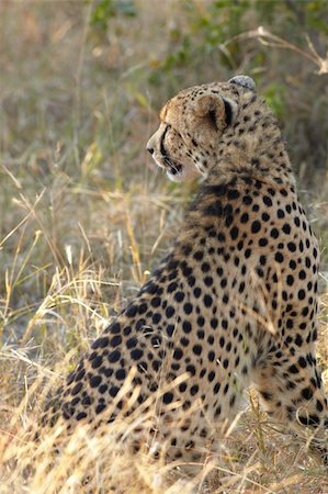 Young cheetah on the hunt in the african bush Stock Photo - Budget Royalty-Free & Subscription, Code: 400-04652784