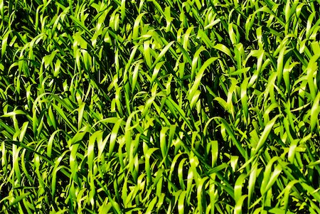 simsearch:400-04698173,k - Texture shot of green wheat or barley leaves Photographie de stock - Aubaine LD & Abonnement, Code: 400-04652924