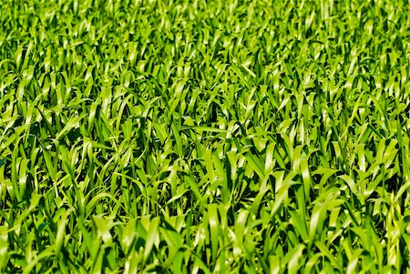 simsearch:400-04698173,k - Texture shot of green wheat or barley leaves going out of focus at top of frame Photographie de stock - Aubaine LD & Abonnement, Code: 400-04652925