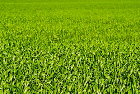 simsearch:400-05699446,k - Texture shot of green wheat or barley leaves going out of focus at top of frame Stock Photo - Budget Royalty-Free & Subscription, Code: 400-04652926