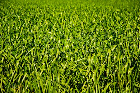 simsearch:400-09224451,k - Texture shot of green wheat or barley leaves going out of focus at top of frame Stock Photo - Budget Royalty-Free & Subscription, Code: 400-04652928