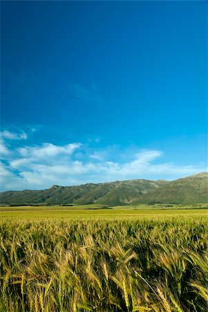 simsearch:400-04698173,k - Green wheat or barley field with blue skies overhead Photographie de stock - Aubaine LD & Abonnement, Code: 400-04652953