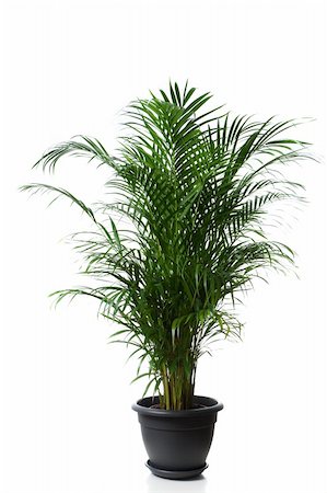 peterkirillov (artist) - Home plant in flowerpot - Chrysalidocarpus Areca Fotografie stock - Microstock e Abbonamento, Codice: 400-04653961