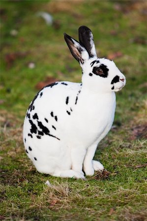 White hare with black dots sitting on green meadow Stock Photo - Budget Royalty-Free & Subscription, Code: 400-04664043