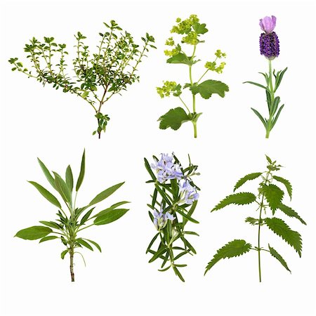 sage blossom - Herb leaf selection of thyme, lavender, ladies mantle, sage, rosemary and nettle, isolated over white background. Stock Photo - Budget Royalty-Free & Subscription, Code: 400-04664208