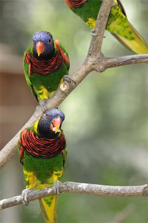 A pair of Green-naped Lorikeets (Trichoglossus haematodus) perched on some tree branches Stockbilder - Microstock & Abonnement, Bildnummer: 400-04664257