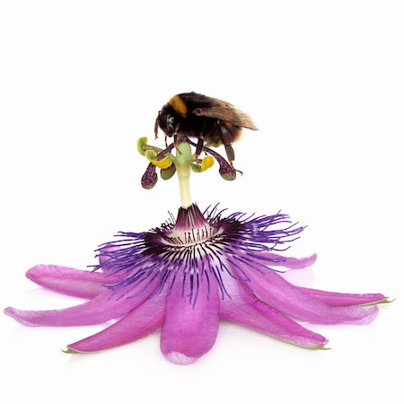 simsearch:632-02885116,k - Passion flower, purple rain, with bumblebee gathering pollen from the stamens, isolated over white background. Passiflora. Foto de stock - Super Valor sin royalties y Suscripción, Código: 400-04664340