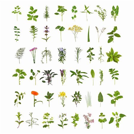 Large medicinal and culinary herb flower and leaf collection, isolated over white background. Forty eight herbs. Stockbilder - Microstock & Abonnement, Bildnummer: 400-04664352