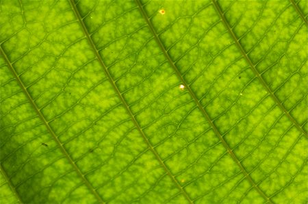 close up of green leaf Foto de stock - Super Valor sin royalties y Suscripción, Código: 400-04664397