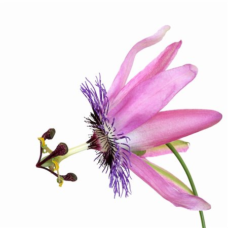 passion flower - Passion flower, isolated over white background. Passiflora belotii. Stock Photo - Budget Royalty-Free & Subscription, Code: 400-04664474