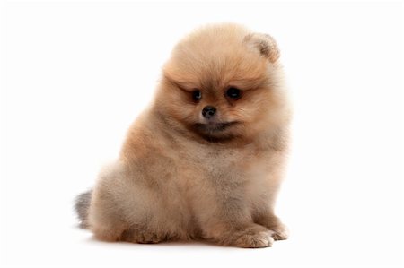 simsearch:400-04681788,k - A sitting pomeranian spitz puppy, isolated on white Stockbilder - Microstock & Abonnement, Bildnummer: 400-04664731