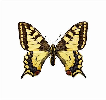 papilio machaon - isolated butterfly - Swallowtail British Race. Mostly yellow coloured moth Foto de stock - Super Valor sin royalties y Suscripción, Código: 400-04664778
