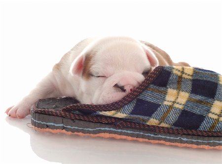 simsearch:400-08192678,k - three week old english bulldog puppy curled up with a plaid slipper Foto de stock - Super Valor sin royalties y Suscripción, Código: 400-04665026