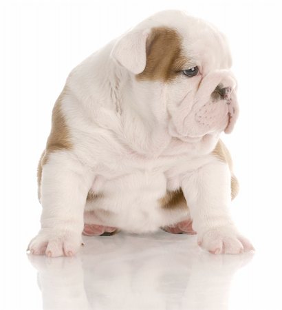 four week old english bulldog puppy sitting with reflection on white background Stock Photo - Budget Royalty-Free & Subscription, Code: 400-04665028