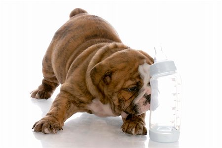 puppies drinking - bottle feeding young puppy - english bulldog puppy laying beside baby bottle Stock Photo - Budget Royalty-Free & Subscription, Code: 400-04665029
