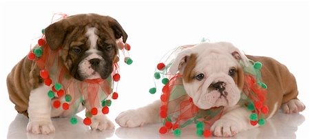 simsearch:400-08192678,k - two english bulldog puppies wearing cute christmas scarves Foto de stock - Super Valor sin royalties y Suscripción, Código: 400-04665049