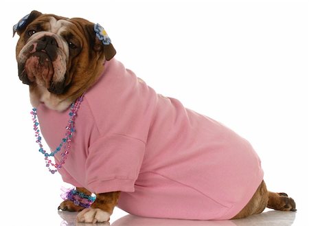 dogs with jewelry - female english bulldog wearing pink clothing and jewellery Stock Photo - Budget Royalty-Free & Subscription, Code: 400-04665052
