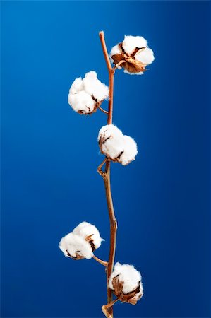 Cotton plant isolated over a blue background Stock Photo - Budget Royalty-Free & Subscription, Code: 400-04665183