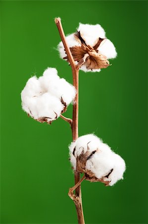 Cotton plant isolated over a green background Stock Photo - Budget Royalty-Free & Subscription, Code: 400-04665208