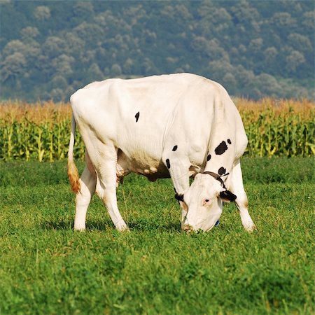 photo of dairy farm for cow feeds - white holstein cow grazing on grass field Stock Photo - Budget Royalty-Free & Subscription, Code: 400-04665216