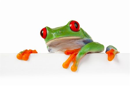 simsearch:400-04463752,k - green frog on white Stockbilder - Microstock & Abonnement, Bildnummer: 400-04665729