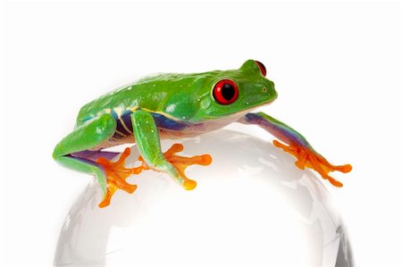 simsearch:400-04463752,k - green frog on white Stockbilder - Microstock & Abonnement, Bildnummer: 400-04665730