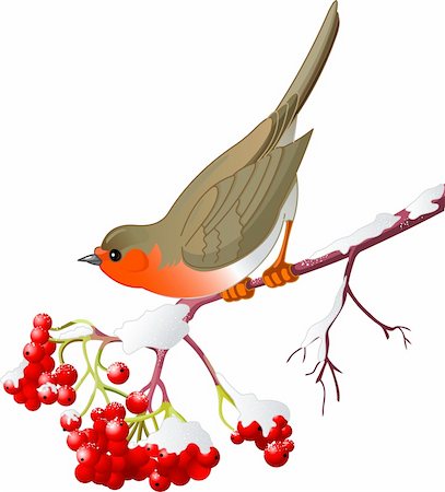 Cute Robin sitting on mountain ash branch. Isolated on white background Stock Photo - Budget Royalty-Free & Subscription, Code: 400-04665882