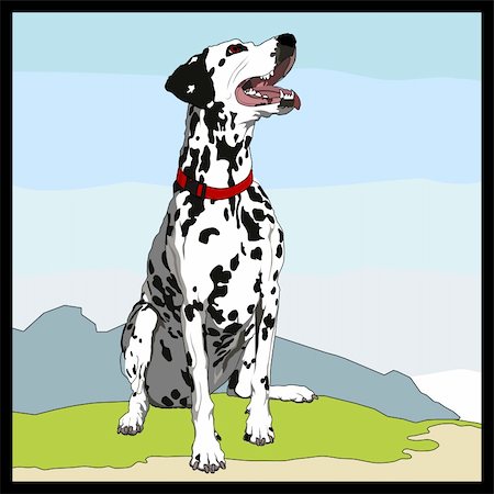 obedient  Dalmatian Stock Photo - Budget Royalty-Free & Subscription, Code: 400-04666074