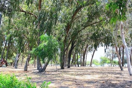 eucalipto - Eucalyptus green park at the sea. Foto de stock - Super Valor sin royalties y Suscripción, Código: 400-04666120