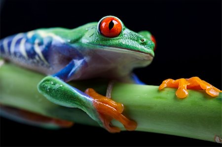 Frog - small animal with smooth skin and long legs that are used for jumping. Frogs live in or near water. / The Agalychnis callidryas, commonly know as the Red-eyed tree Frog is a small (50-75 mm / 2-3 inches) tree frog native to rainforests of Central America. Photographie de stock - Aubaine LD & Abonnement, Code: 400-04666528