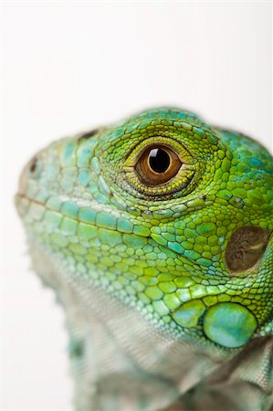 simsearch:400-04097465,k - A picture of iguana - small dragon, lizard, gecko Fotografie stock - Microstock e Abbonamento, Codice: 400-04666529