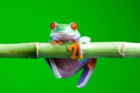 Frog - small animal with smooth skin and long legs that are used for jumping. Frogs live in or near water. / The Agalychnis callidryas, commonly know as the Red-eyed tree Frog is a small (50-75 mm / 2-3 inches) tree frog native to rainforests of Central America. Stock Photo - Budget Royalty-Free & Subscription, Code: 400-04666522