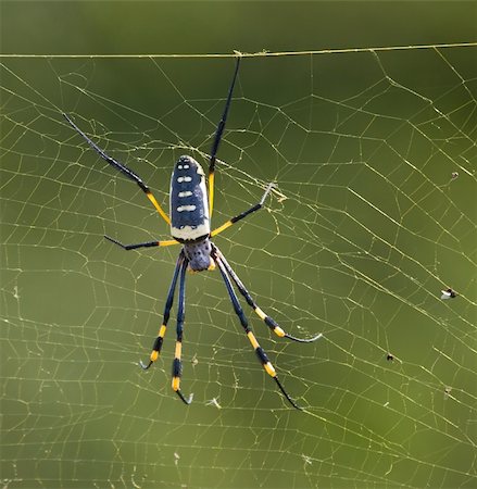 simsearch:400-04645267,k - Black and Yellow spider sitting on a web waiting for insects Stock Photo - Budget Royalty-Free & Subscription, Code: 400-04666765