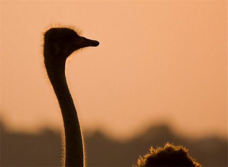 silhouettes of african birds - Ostrich silhouette against a orange sunset Stock Photo - Budget Royalty-Free & Subscription, Code: 400-04666775