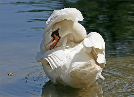simsearch:400-04519224,k - Portrait of a Mute Swan Photographie de stock - Aubaine LD & Abonnement, Code: 400-04666812