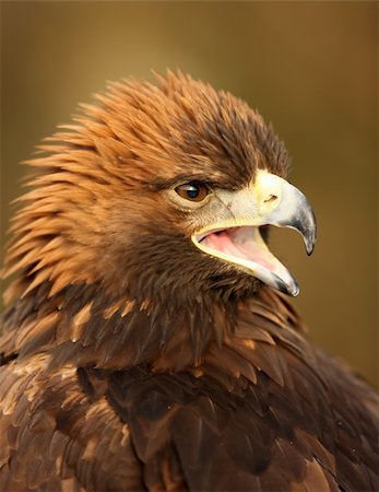 eagle headed person - Portrait of a Golden Eagle Stock Photo - Budget Royalty-Free & Subscription, Code: 400-04666813